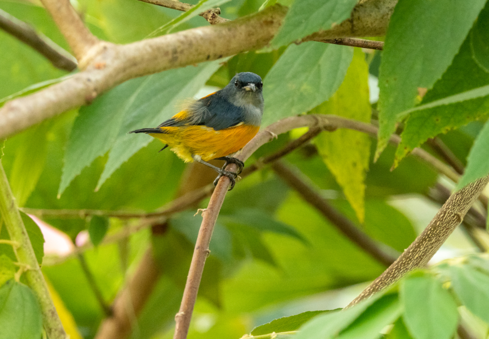 Orange bellied Flowerpecker